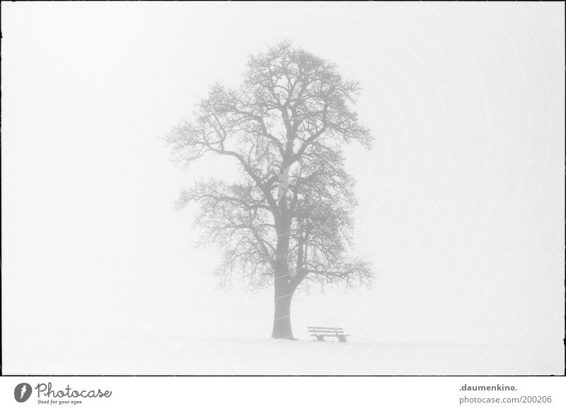 arbre.. Baum Ast Zweig Natur Holz Leben Respekt Macht einzigartig selbstbewußt stark Kraft gewachsen Strukturen & Formen Nebel Bank einzeln