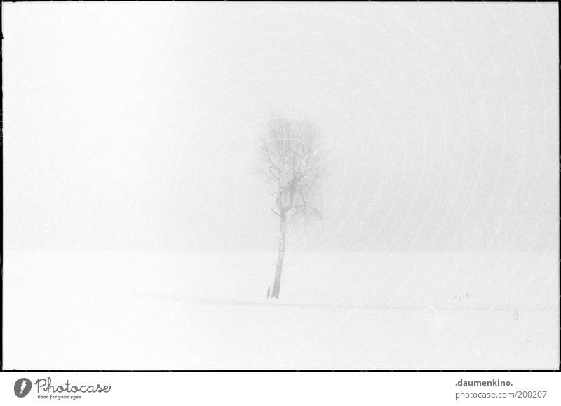 arbre... Baum Ast Zweig Natur Leben Tod verwundbar einzigartig unsicher gewachsen Strukturen & Formen Nebel einzeln