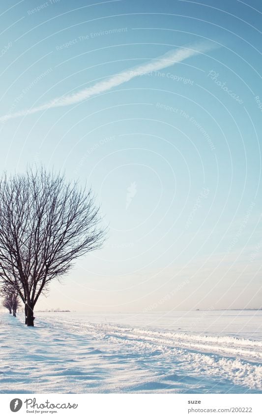 Randstück Umwelt Natur Landschaft Urelemente Luft Himmel Wolkenloser Himmel Horizont Winter Klima Schönes Wetter Schnee Baum Wege & Pfade ästhetisch hell kalt