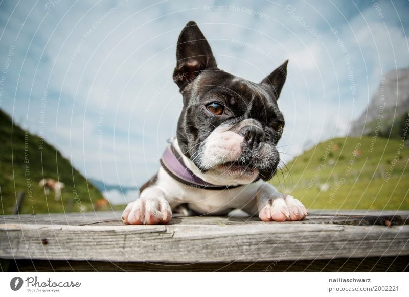 Boston Terrier Erholung Ferien & Urlaub & Reisen Sommer Umwelt Natur Landschaft Wiese Feld Alpen Berge u. Gebirge Tier Haustier Hund 1 beobachten entdecken