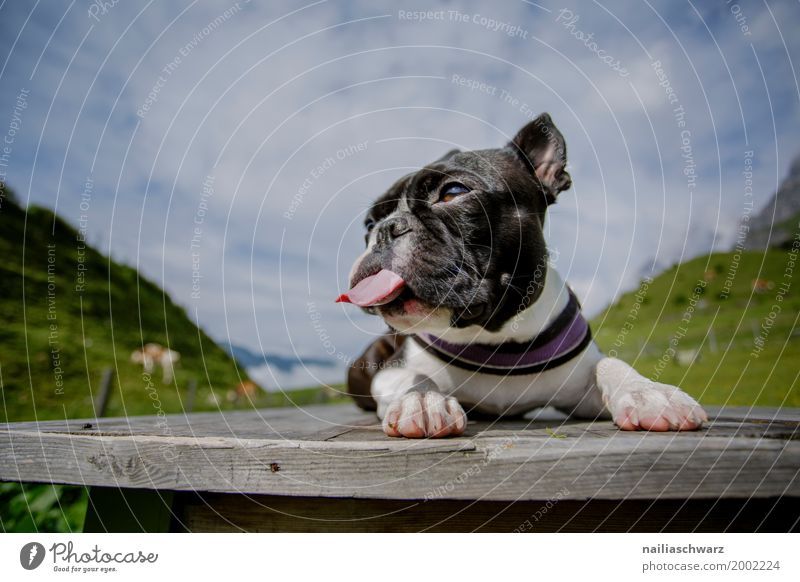 Boston Terrier Erholung Ferien & Urlaub & Reisen Sommer Natur Landschaft Wiese Feld Alpen Berge u. Gebirge Tier Haustier Hund 1 beobachten Blick Spielen