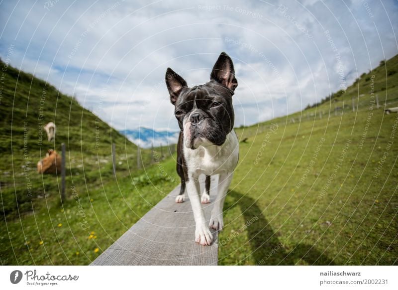 Boston Terrier Erholung Ferien & Urlaub & Reisen Sommer Natur Landschaft Schönes Wetter Wiese Feld Alpen Berge u. Gebirge Tier Haustier Hund boston terrier