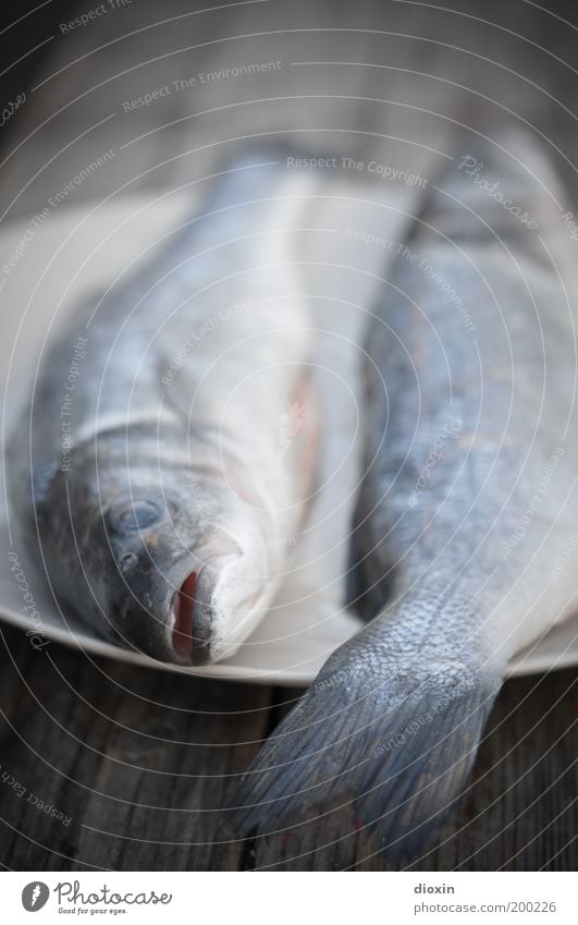 Fisch zum Frühstück, Baby! Lebensmittel Ernährung Bioprodukte Tier Tiergesicht 2 liegen kalt blau grau Grillsaison Forelle Appetit & Hunger Farbfoto