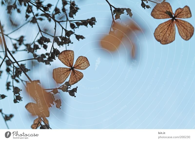 Flatterhaft [LUsertreffen 04|10] Natur Pflanze Himmel Wolkenloser Himmel Frühling Sträucher Blatt Blüte blau braun Romantik Blütenblatt Hintergrundbild Wachstum