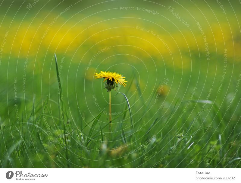 Löwenzahn Umwelt Natur Landschaft Pflanze Frühling Sommer Klima Wetter Schönes Wetter Wärme Blume Gras Blüte Garten Park Wiese hell gelb grün Löwenzahnfeld