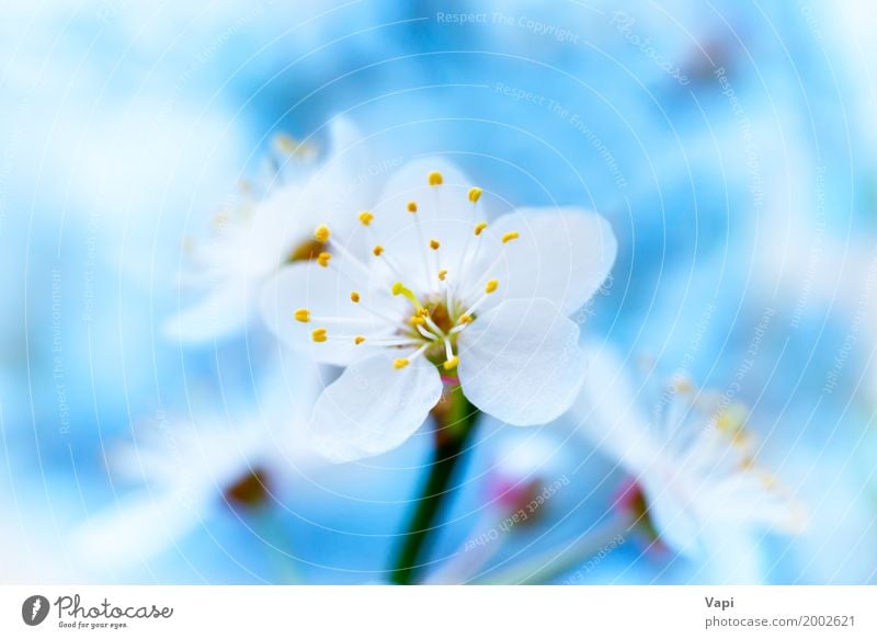 Blühende weiße Frühlingsblumen des Frühlinges schön Leben Garten Umwelt Natur Pflanze Himmel Sonnenlicht Baum Blume Blüte frisch natürlich neu weich blau gelb