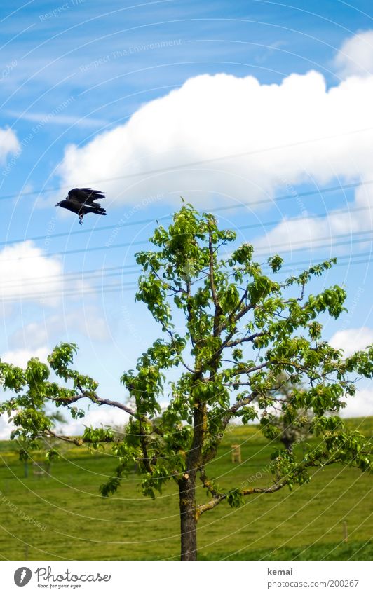 Aufgeschreckt Umwelt Natur Landschaft Pflanze Tier Himmel Wolken Frühling Sommer Schönes Wetter Wärme Baum Gras Blatt Zweig Ast Wiese Wildtier Vogel Flügel