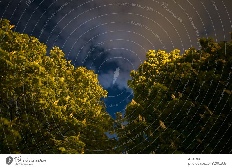 Kastanie Nachtleben Natur Nachthimmel Frühling Klima Baum Kastanienbaum Wachstum dunkel groß Angst geheimnisvoll Perspektive Wandel & Veränderung Farbfoto