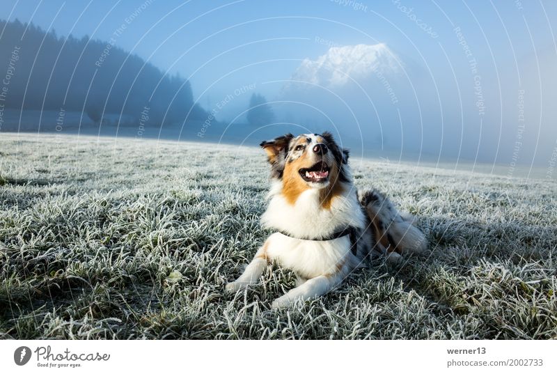 Australian Shepherd im Raureif Umwelt Natur Landschaft Gras Berge u. Gebirge Gipfel Schneebedeckte Gipfel Tier Haustier Hund 1 Freizeit & Hobby Freude