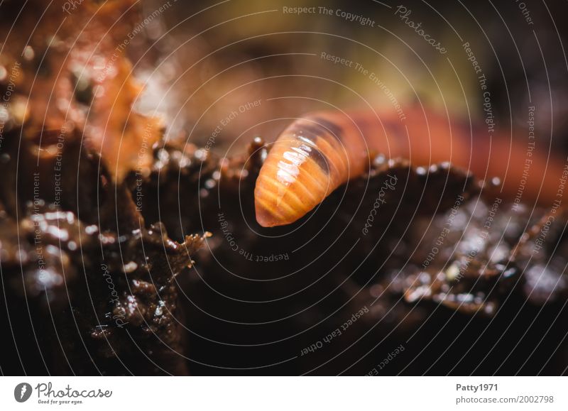 Kompostwurm Garten Tier Wurm Regenwurm Eisenia fetida 1 Ekel glänzend braun Natur Farbfoto Außenaufnahme Makroaufnahme Menschenleer Textfreiraum unten