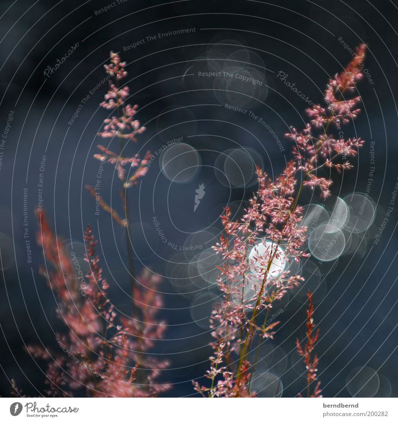 schweden Sommer Sonne Natur Pflanze Schönes Wetter Blume Gras Küste natürlich blau rosa Stimmung Klima rein Umwelt typisch Anschnitt Lichtspiel Wasser Farbfoto