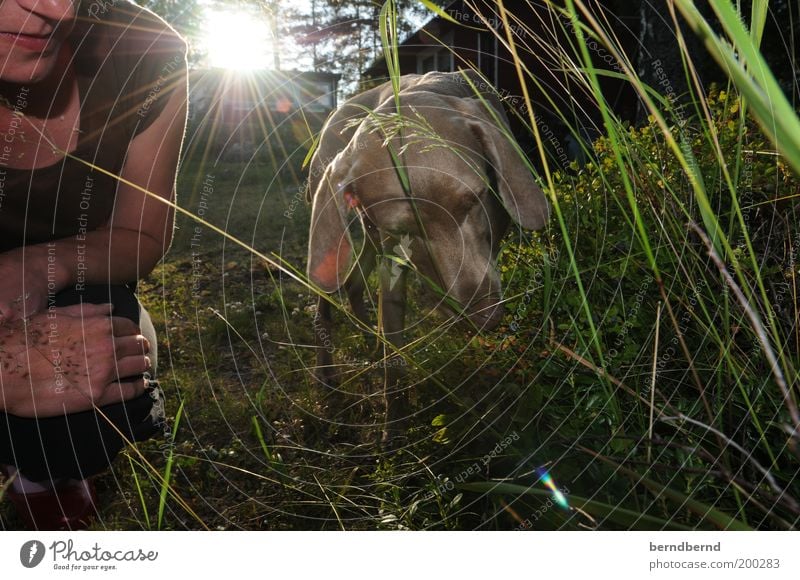 Blaubeerhund Freizeit & Hobby Sommer Garten Frau Erwachsene Hand 1 Mensch Natur Sonnenlicht Schönes Wetter Pflanze Gras Sträucher Wildpflanze Tier Haustier Hund