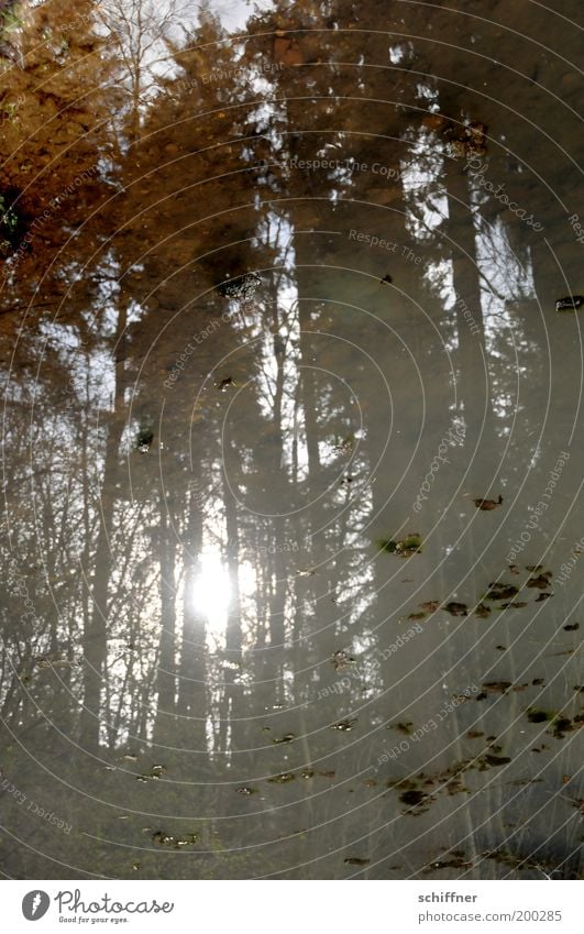 Waldspiegel II Natur Pflanze Schönes Wetter Baum Teich See Romantik Hoffnung Umwelt Märchen ruhig ruhend Märchenwald Wasser Unterholz Außenaufnahme