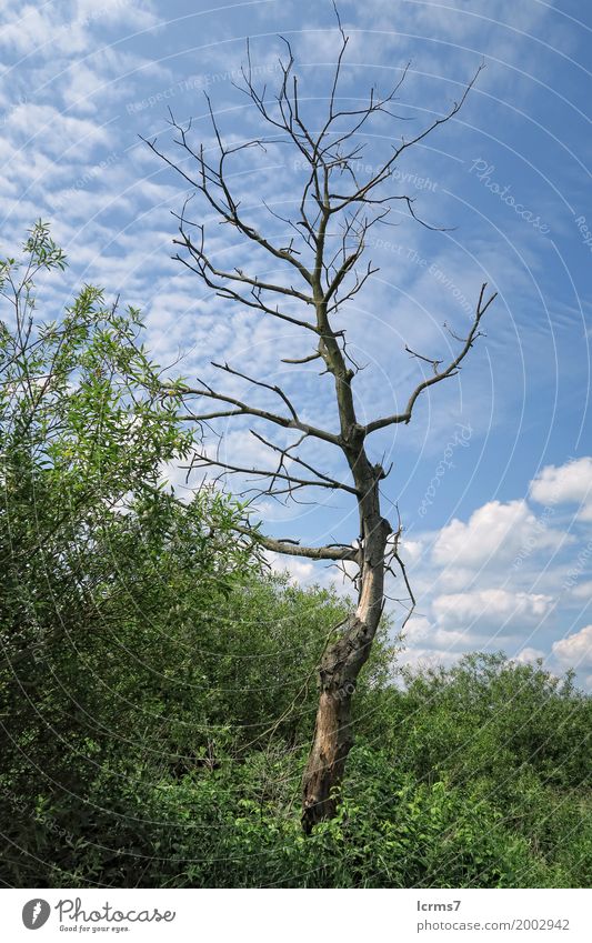 dead willow tree in landscape. summertime Sommer Natur wandern cloud storm light morning green grass wood field clouds meadow grand Deutschland early planen