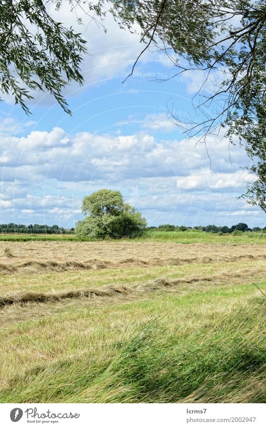 idyllische Landschaft im Sommer Natur springen landscape meadow path tree wild green panoramic grass beautiful flower lawn white field rural farming flowers sky