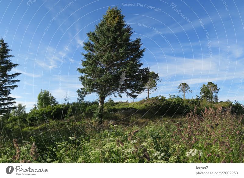 forest on isle Hitra in Norway Natur springen hitra Norwegen norwegian country coat Region sky Europa clouds european Island north landscape mountain scenery