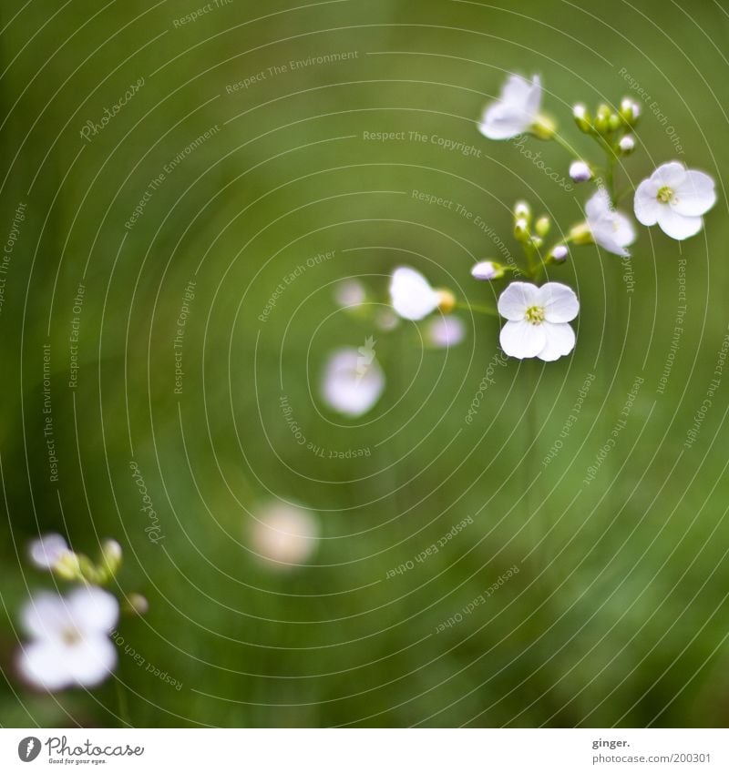 Wer bin ich? Umwelt Natur Pflanze Frühling Blume Gras Blüte Wiese Blühend Wachstum grün weiß Blütenknospen klein Wiesenblume zart Wiesen-Schaumkraut