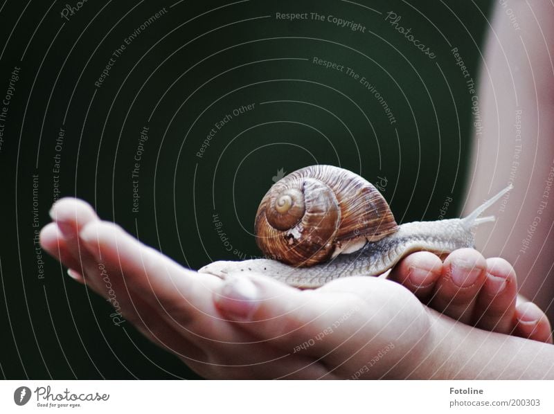 überraschend Besuch! Mensch Mädchen Kindheit Haut Arme Hand Finger Umwelt Natur Tier Wetter Schönes Wetter Garten Park Wildtier Schnecke 1 hell nass schleimig