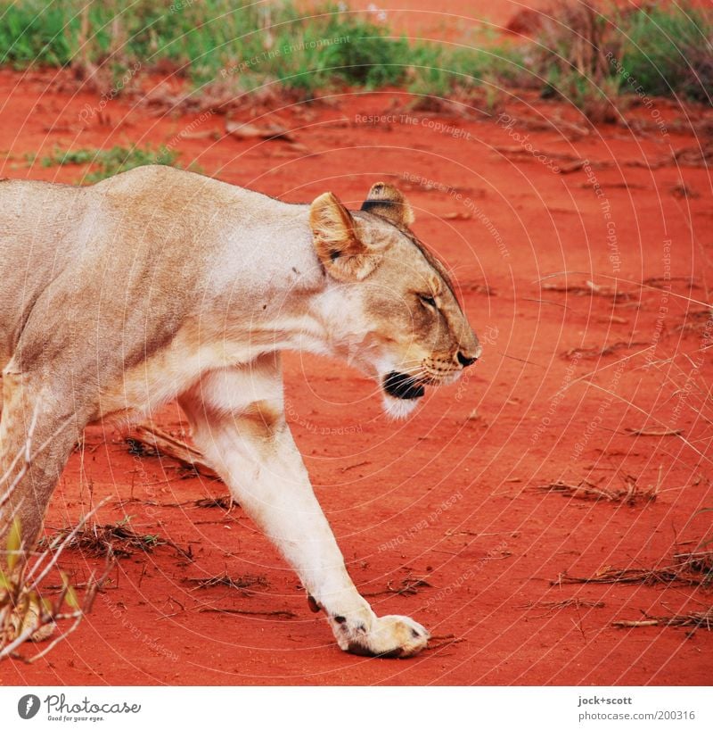 Löwe Dame Safari Erde Gras exotisch Savanne Kenia Afrika Wildtier gehen rot Gelassenheit Bewegung Fell Pfote Gangart lässig tropisch Momentaufnahme