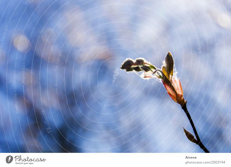 Lichtnahrung Natur Pflanze Frühling Baum Sträucher Blatt Blüte Blütenknospen Blattknospe Zweig Blühend leuchten Wachstum Freundlichkeit frisch hell schön