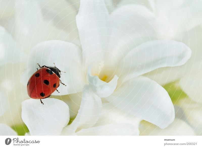 Kontrastprogramm Valentinstag Muttertag Taufe Natur Frühling Sommer Blume Marienkäfer Zeichen Glücksbringer elegant Fröhlichkeit positiv rot weiß Gefühle