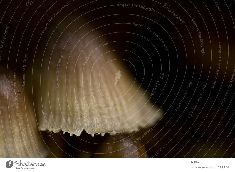 Minischirm Umwelt Natur Pilz Pilzhut Wachstum klein natürlich schleimig braun Farbfoto Gedeckte Farben Außenaufnahme Nahaufnahme Detailaufnahme Makroaufnahme