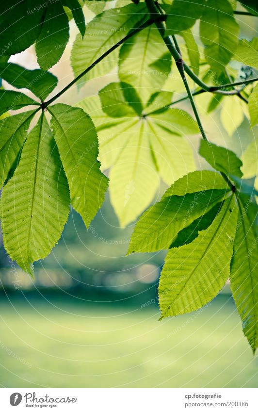 Kastanienblätter Garten Natur Pflanze Frühling Schönes Wetter Baum Blatt Kastanienbaum Kastanienblatt Park Wachstum frisch natürlich grün Lebensfreude Gefühle