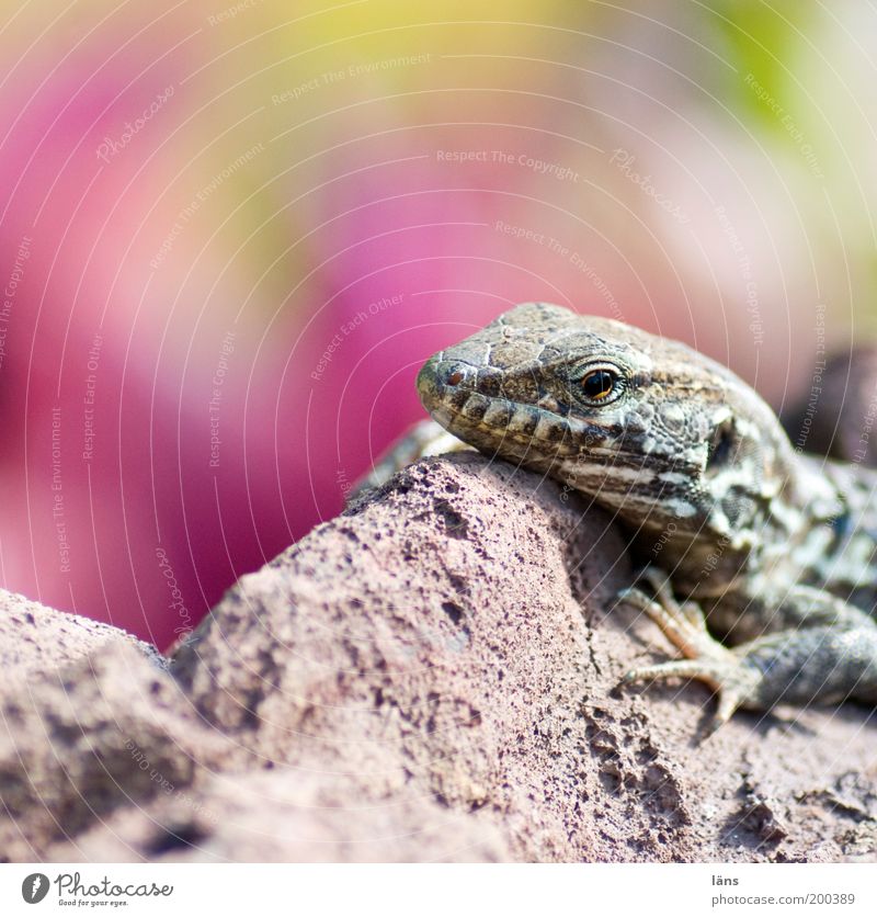 wärmesucher Urelemente Felsen Tiergesicht Echte Eidechsen 1 liegen Sonnenbad Tierporträt Urzeit Wärme Farbfoto Außenaufnahme Nahaufnahme Detailaufnahme