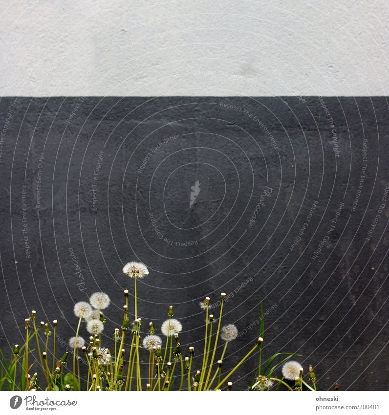 Urban Nature Umwelt Pflanze Frühling Blume Blüte Wildpflanze Löwenzahn Haus Mauer Wand Fassade Optimismus Kraft Willensstärke Leben Lebensfreude Gedeckte Farben