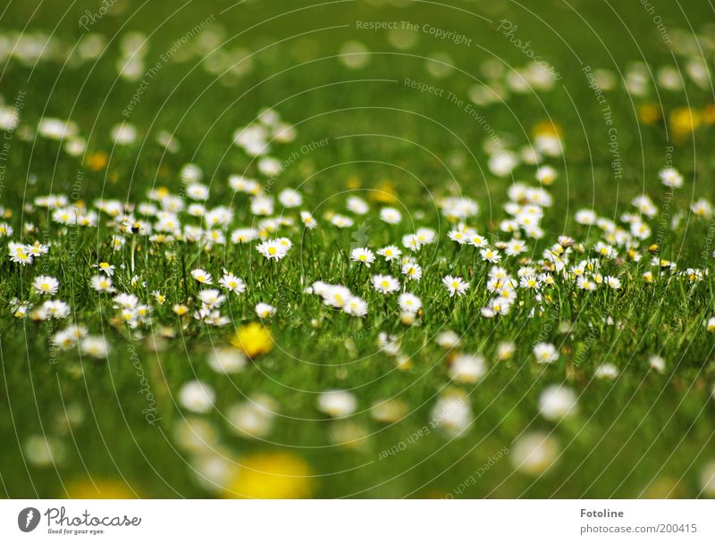 Gänseblümchen Umwelt Natur Landschaft Pflanze Urelemente Erde Frühling Sommer Klima Wetter Schönes Wetter Wärme Blume Blüte Garten Park Wiese hell natürlich