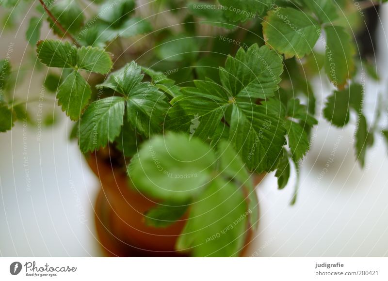 Erdbeere auf Fensterbank Häusliches Leben Pflanze Blatt Grünpflanze Nutzpflanze Wachstum frisch grün Blumentopf züchten Erdbeeren Farbfoto Innenaufnahme Tag