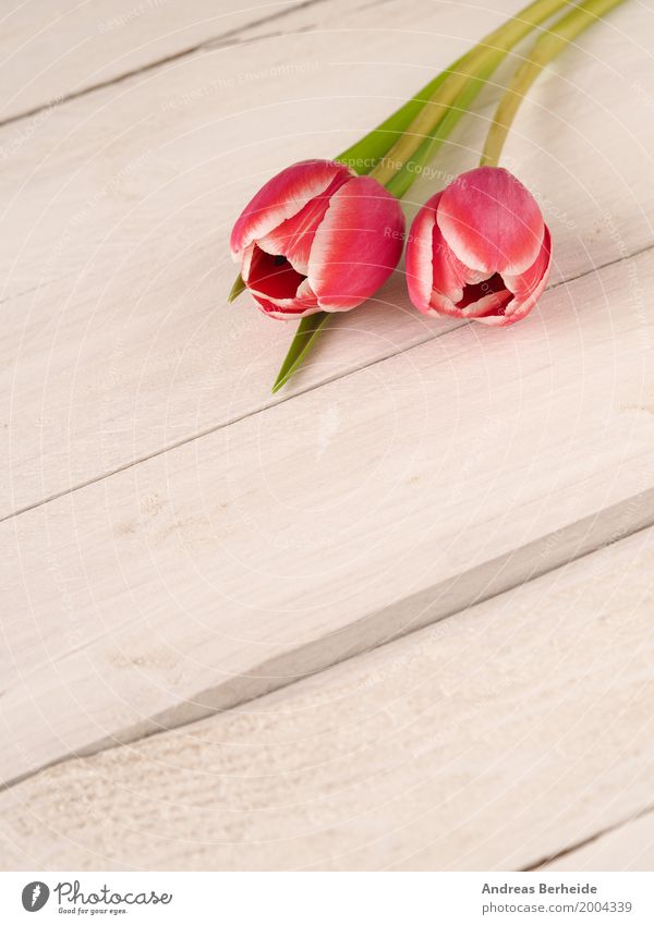 Zwei Tulpen Duft Valentinstag Muttertag Pflanze Frühling Blumenstrauß Liebe springen retro rosa day decoration easter romantic rustic springtime table violet