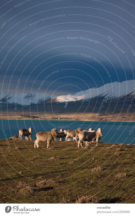 New Zealand 47 Umwelt Natur Landschaft Erde Gewitterwolken Horizont Frühling schlechtes Wetter Unwetter Sturm Eis Frost Schnee Gras Wiese Hügel Felsen