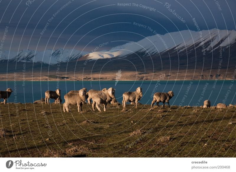 New Zealand 48 Umwelt Natur Landschaft Erde Gewitterwolken Horizont Frühling schlechtes Wetter Unwetter Sturm Eis Frost Schnee Pflanze Gras Wiese Hügel Felsen