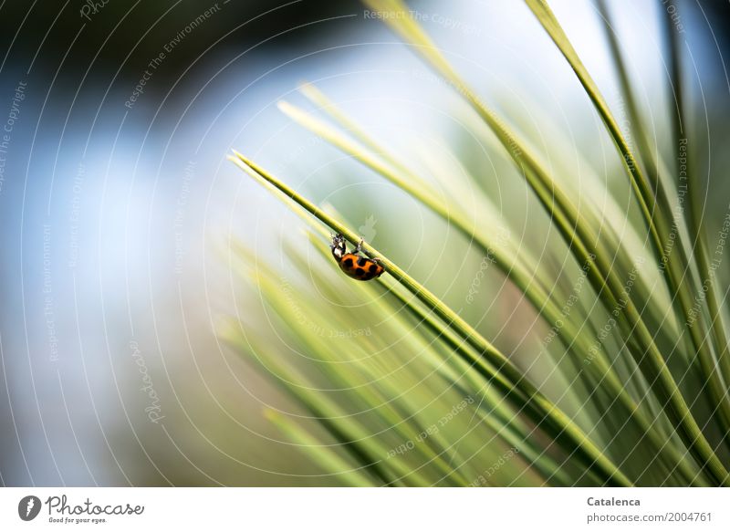 Futtern, Marienkäfer auf der Kiefernadel frisst Blattläuse Natur Pflanze Tier Frühling Schönes Wetter Baum Garten Wald Käfer 1 Essen blau grün orange schwarz