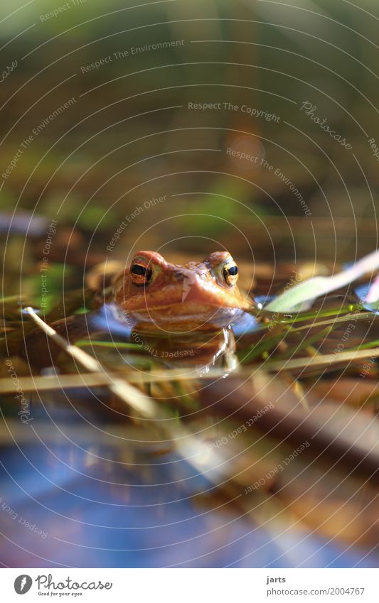 kröte Wasser Schönes Wetter Teich Tier Wildtier Frosch 1 Schwimmen & Baden nass natürlich Natur Kröte Farbfoto Außenaufnahme Nahaufnahme Menschenleer