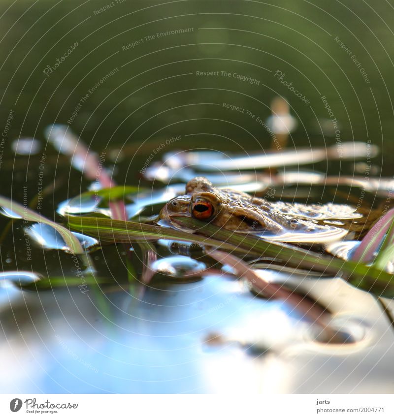 kein frosch Wasser Frühling Schönes Wetter Gras Teich Tier Wildtier Frosch 1 Schwimmen & Baden nass natürlich Natur Kröte Farbfoto mehrfarbig Außenaufnahme