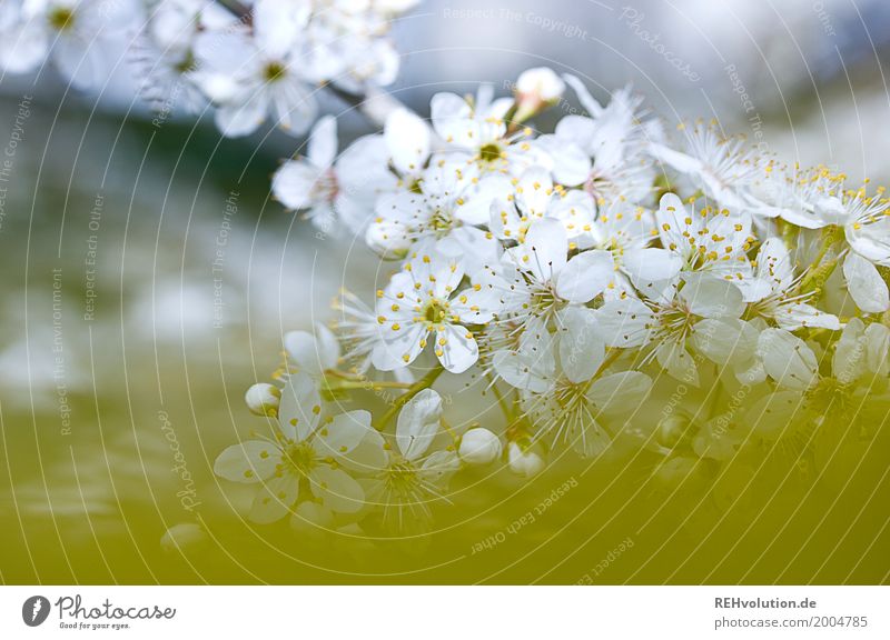 Frühling Umwelt Natur Baum Sträucher Blüte Blühend natürlich schön gelb weiß Farbfoto Außenaufnahme Textfreiraum links Textfreiraum unten Tag Unschärfe