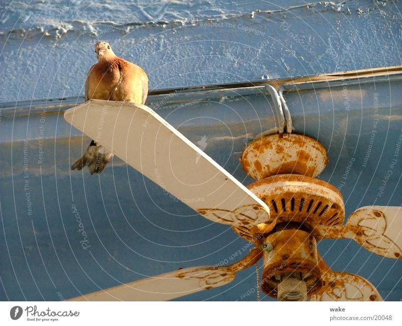 Flying Rotations Taube Ventilator weiß stagnierend Friedenstaube Israel Tel Aviv Luft drehen Verkehr blau Rost Bewegung alt Wind fliegen