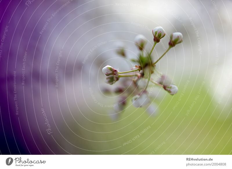 Knospen Ostern Umwelt Natur Pflanze Frühling Baum Sträucher Blüte Blühend Wachstum ästhetisch schön grün violett Blütenknospen Zweig Farbfoto Außenaufnahme