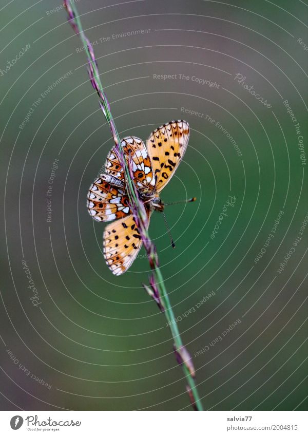 Balance Natur Sommer Gras Halm Wiese Tier Schmetterling Flügel Insekt scheckenfalter 1 festhalten braun mehrfarbig grün orange ästhetisch Zufriedenheit