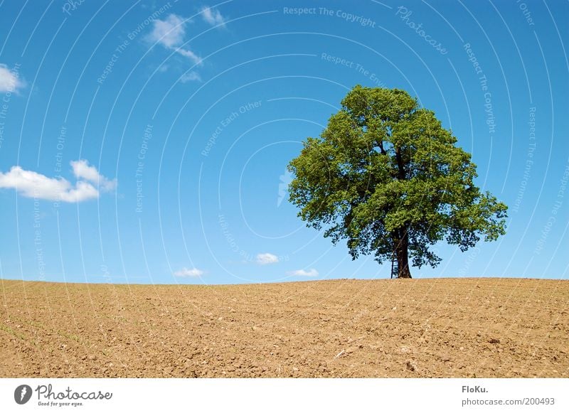 Alleinstellungsmerkmal Umwelt Natur Landschaft Pflanze Erde Himmel Horizont Frühling Wetter Schönes Wetter Baum Feld Hügel Wachstum blau braun grün