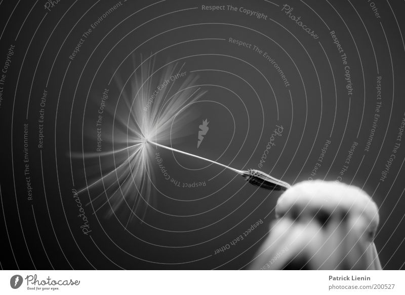 ich will nicht weg Pflanze Blühend Löwenzahn Frucht Samen fliegen hängen Blüte klein Wind verbreiten letzte schön zart aufgespannt Blume Frühling drehen Schirm