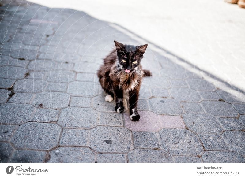 Strassenkatze Sommer Kreta Dorf Fischerdorf Menschenleer Straße Tier Haustier Katze 1 Stein beobachten Erholung Essen Blick sitzen frech Neugier niedlich weich