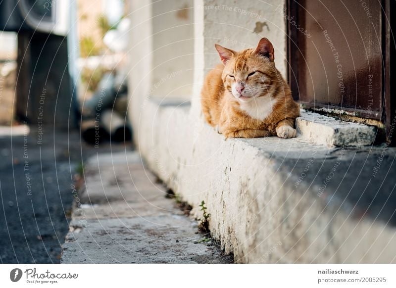 Strassenkatze Sommer Dorf Kleinstadt Menschenleer Haus Mauer Wand Tier Haustier Katze 1 Stein beobachten Erholung genießen Blick schlafen träumen frech