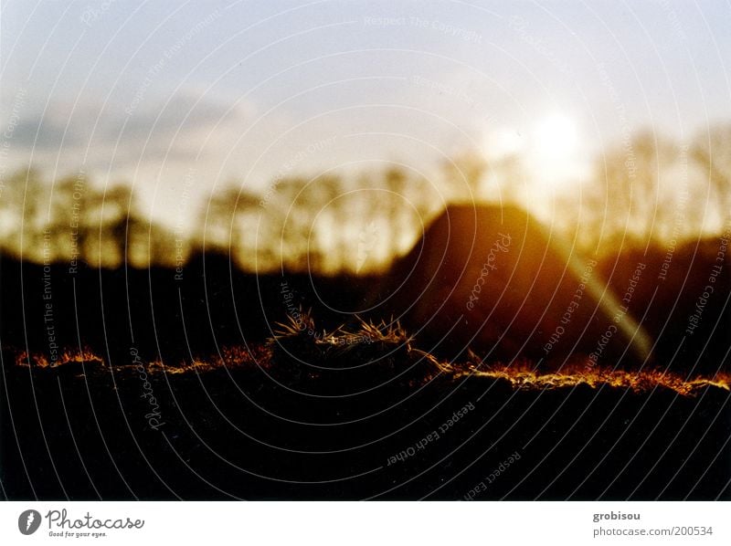 Abendsonne trifft auf Mauermoos Natur Landschaft Herbst Moos Stimmung Farbfoto Außenaufnahme Menschenleer Dämmerung Sonnenlicht