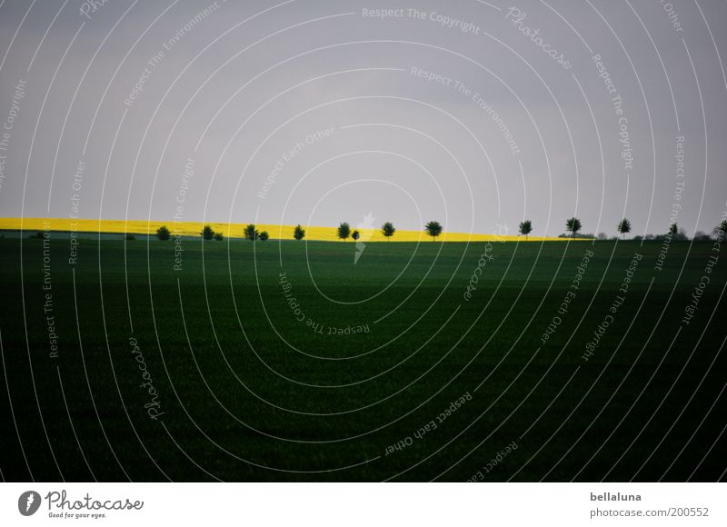 Rhapsodie in Grün moll Umwelt Natur Pflanze Wolkenloser Himmel Wetter Schönes Wetter Nutzpflanze Feld blau gelb grau grün Raps Baum Landschaft Landwirtschaft