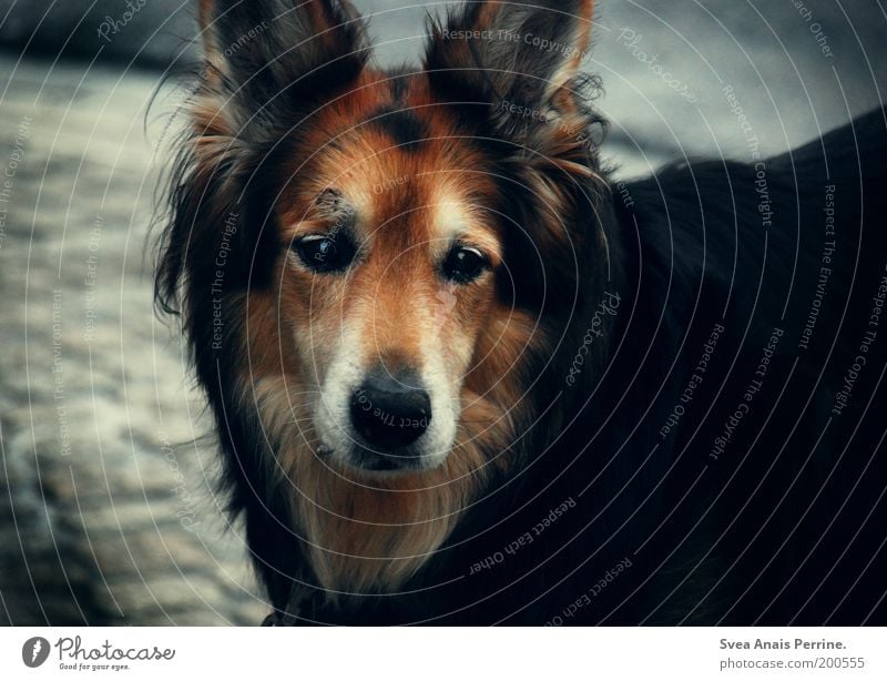 in gedenken an. Fell schwarzhaarig brünett rothaarig langhaarig Haustier Hund 1 Tier beobachten Blick warten dunkel wild weich braun Gefühle Stimmung Mut