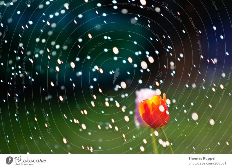 Tulpe im Regen Natur Landschaft Pflanze Wasser Wassertropfen Wetter Schönes Wetter Blume Blüte Grünpflanze Tropfen Garten Park nass schön grün rosa rot Farbfoto