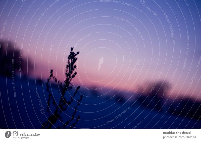 ABENDROMATIK Umwelt Natur Landschaft Pflanze Himmel Winter Schnee Gras Sträucher Wiese Feld dunkel kalt weich violett vertrocknet Unschärfe ruhig Idylle